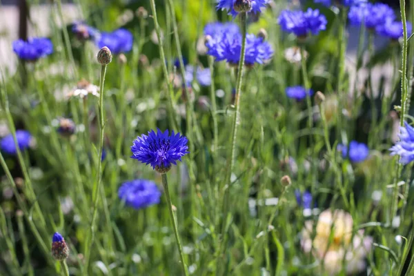 Flores Maíz Azules Jardín Paisaje Verano Con Flores Silvestres Acianos — Foto de Stock