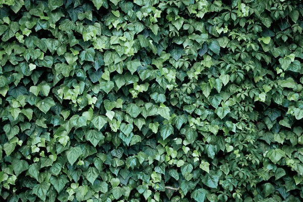 Green Wall Shape Scalloped Leafs Texture Backgrounds Stock Picture