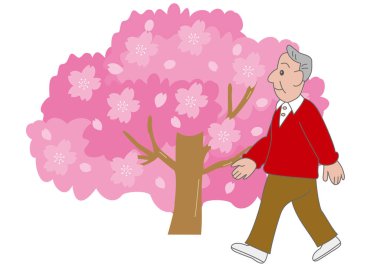 Yaşlı adam çiçek açan kiraz ağacının yanında yürüyor.