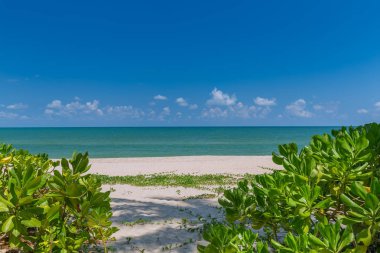 Tayland güneyinde beyaz kumlu plaj ve mavi gökyüzünde Hindistan cevizi palmiye ağaçları