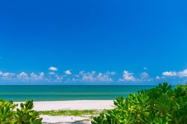 Tayland güneyinde beyaz kumlu plaj ve mavi gökyüzünde Hindistan cevizi palmiye ağaçları