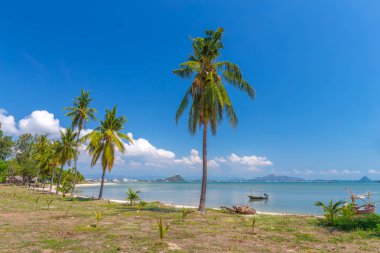 Tayland güneyinde beyaz kumlu plaj ve mavi gökyüzünde Hindistan cevizi palmiye ağaçları