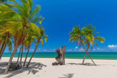 Tayland güneyinde beyaz kumlu plaj ve mavi gökyüzünde Hindistan cevizi palmiye ağaçları