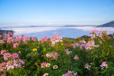 Khao Kho 'da güzel çiçekler ve sis, Tayland