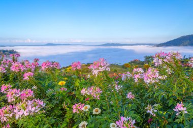 Khao Kho 'da güzel çiçekler ve sis, Tayland