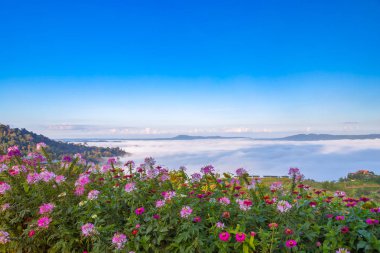Khao Kho 'da güzel çiçekler ve sis, Tayland