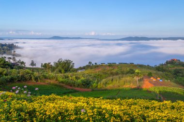 Khao Kho 'da güzel çiçekler ve sis, Tayland