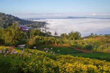 Khao Kho 'da güzel çiçekler ve sis, Tayland