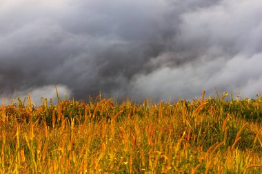 Phu Tubberk, Tayland sabah çim çiçeklerve güneş ışığı