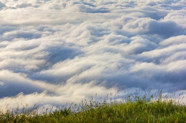 Phu Tubberk, Tayland sabah çim çiçeklerve güneş ışığı