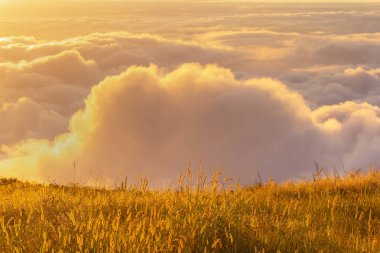 Phu Tubberk, Tayland sabah çim çiçeklerve güneş ışığı