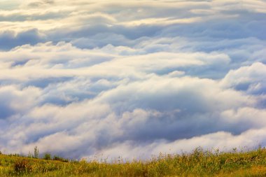 Phu Tubberk, Tayland sabah çim çiçeklerve güneş ışığı