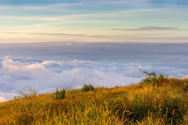 Phu Tubberk, Tayland sabah çim çiçeklerve güneş ışığı