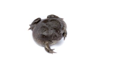 kurbağa beyaz arka plan üzerinde izole ve yumuşak odak