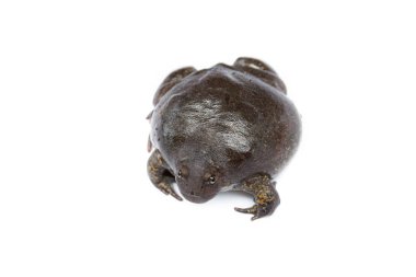 kurbağa beyaz arka plan üzerinde izole ve yumuşak odak