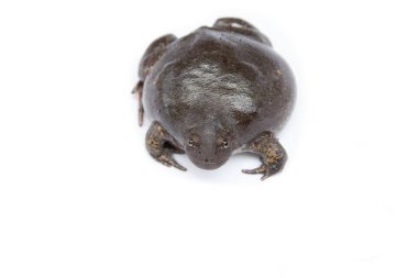 kurbağa beyaz arka plan üzerinde izole ve yumuşak odak