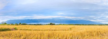 Güneşin doğuşunun panoramik görüntüsü. Dağ, Phu Luang Bölgesi, Tayland