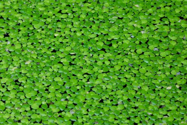 Gotu kola yapraklarına yakın çekim, koyu yeşil yeşillik arka plan, duvar kağıdı konsepti