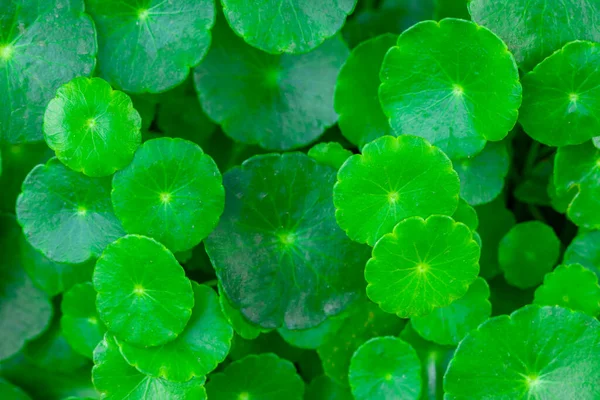 Close Gotu Kola Leaves Dark Green Foliage Background Wallpaper Concept — стоковое фото