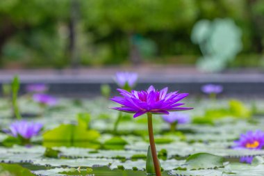 Güzel bir nilüfer çiçeğinin odak noktası, Yumuşak odak,