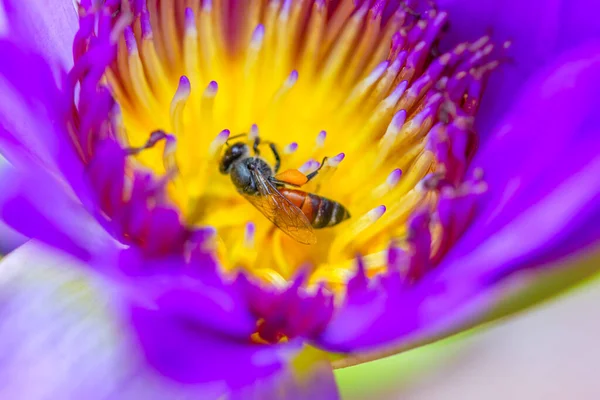 Pink lotus flower with honey bee. Closeup focus of a beautiful pink lotus flower with bee collecting honey,Soft focus,