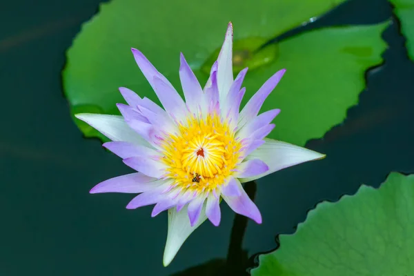 Gros Plan Sur Une Belle Fleur Lotus Mise Point Douce — Photo