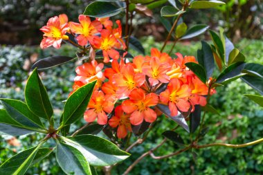 Bahar bahçesinde çiçek açan Rhododendron, Chiangmai, Tayland, Yumuşak odak seçin, 