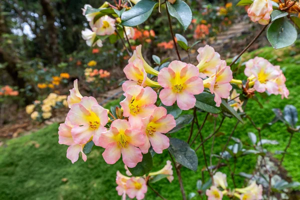 Rhododendron Flores Florescendo Jardim Primavera Chiangmai Tailândia Escolha Foco Macio — Fotografia de Stock