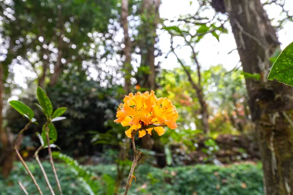 Rododendron Kvetoucí Květiny Jarní Zahradě Chiangmai Thajsko Vyberte Měkké Zaměření — Stock fotografie