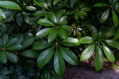 Yeşil Yapraklar Bahçede, Chiangmai, Tayland, Yumuşak Odaklanma Seç, 