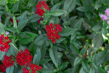Yeşil Yapraklar Bahçede, Chiangmai, Tayland, Yumuşak Odaklanma Seç, 
