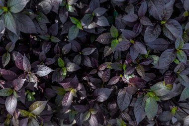 Yeşil Yapraklar Bahçede, Chiangmai, Tayland, Yumuşak Odaklanma Seç, 