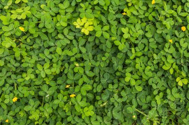 Yeşil Yapraklar Bahçede, Chiangmai, Tayland, Yumuşak Odaklanma Seç, 