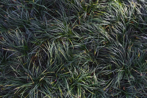 緑の葉 背景の庭 チェンマイ 選択ソフトフォーカス — ストック写真