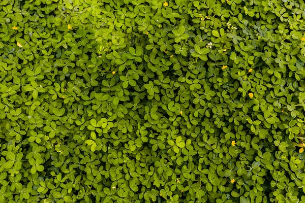 Hojas Verdes Fondo Jardín Chiangmai Tailandia Elija Enfoque Suave —  Fotos de Stock