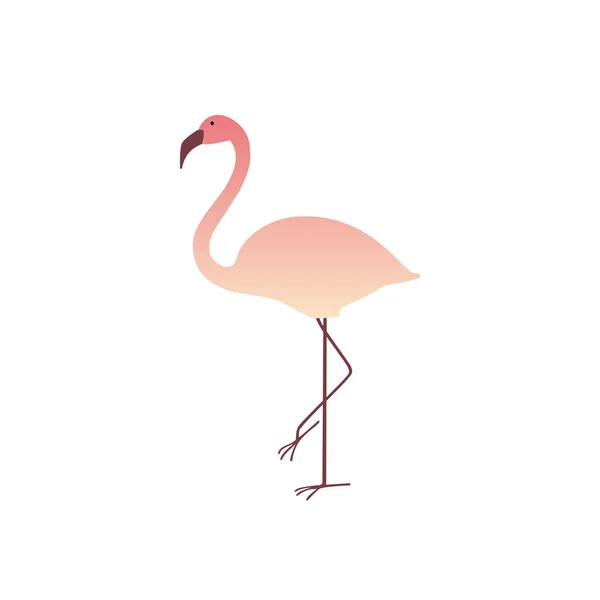 Flamingo Rosa Colorido Isolado Sobre Fundo Branco Ilustração Vetor Verão — Vetor de Stock