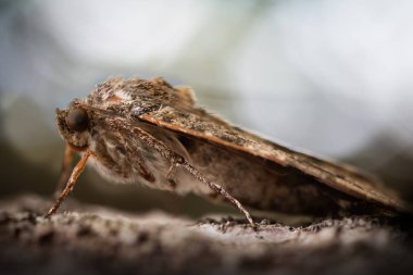 Agrius convolvuli kelebeği