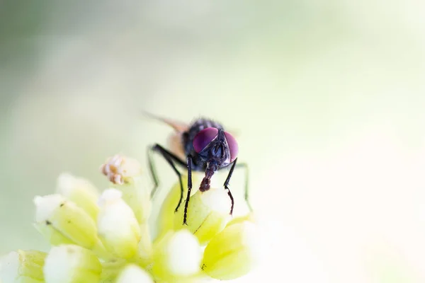 Flygande insekt ögon — Stockfoto