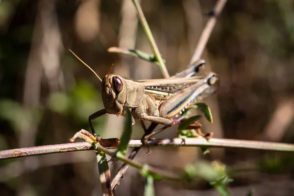 Ojo rayado de saltamontes — Foto de Stock