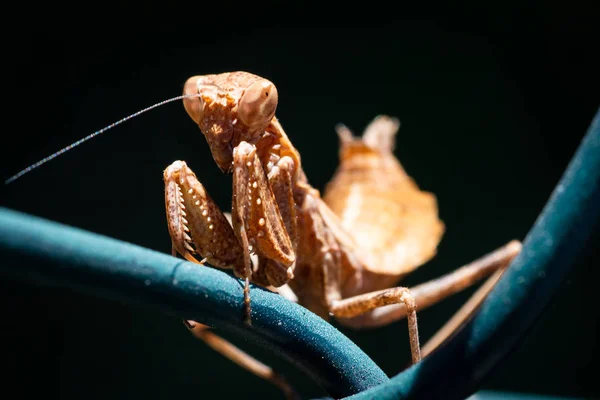 Blad vormige Mantis — Stockfoto