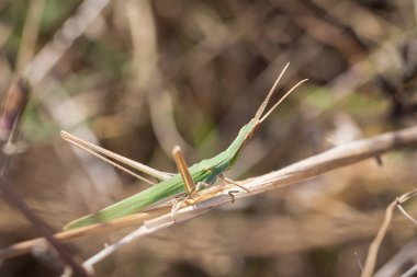 Acrid Macar çekirge