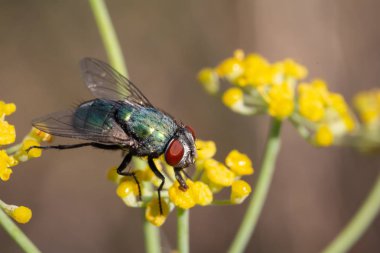 Yeşil sinek yiyecek arıyor