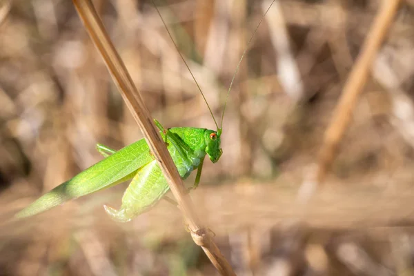 Grön gräshoppor vila — Stockfoto
