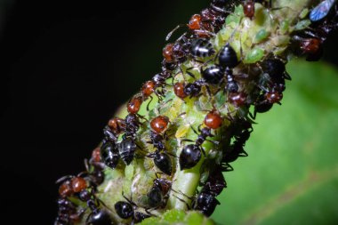 Crematogaster scutellaris honeydew yiyor