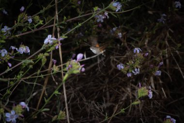 Macroglossum stellatarum sinek ve yemek