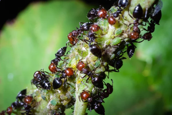 Crematogaster scutellaris ест медовую росу — стоковое фото