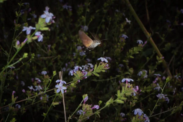 Makroglossum stellatarum létají a jedí — Stock fotografie