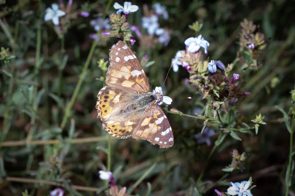 Vanessa cardui Rest — Stockfoto