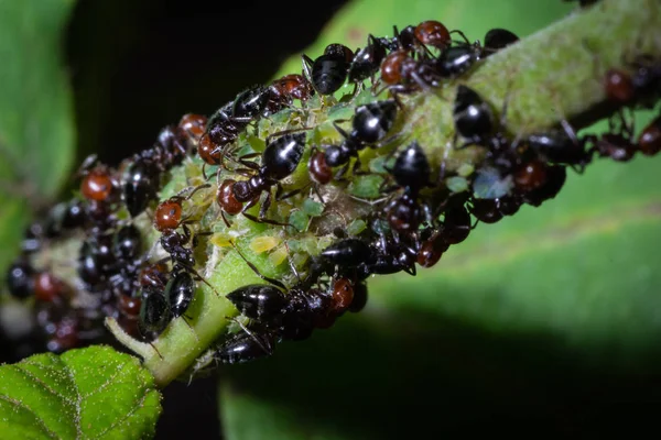 Crematogaster scutellaris eet honingdauw Stockfoto