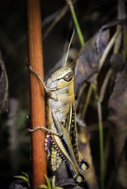 Çekirge çizgili göz